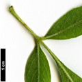 SpeciesSub: var. toumeyi SpeciesSub: var. toumeyi